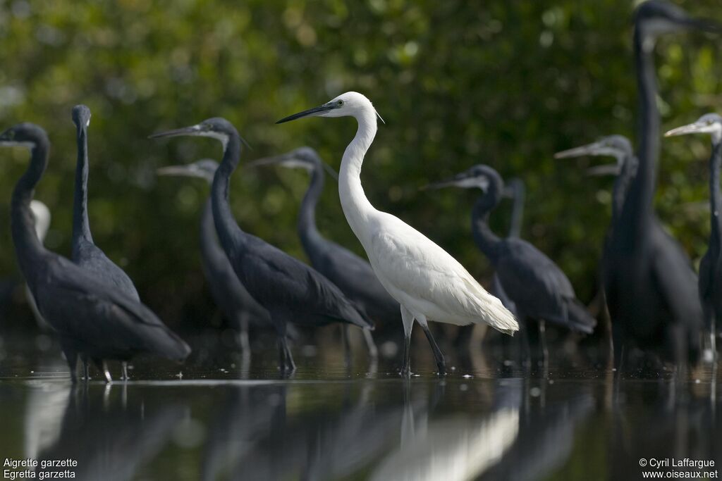 Little Egret, identification