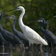 Aigrette garzette