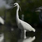 Little Egret