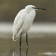 Little Egret