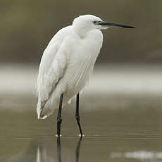 Aigrette garzette