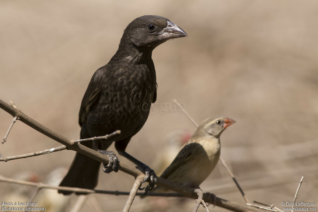 White-billed Buffalo Weaver