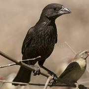 White-billed Buffalo Weaver