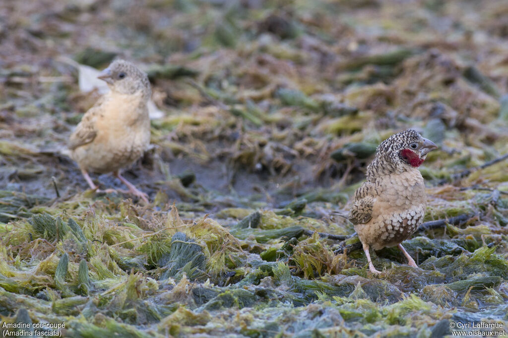 Cut-throat Finch