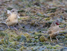 Cut-throat Finch