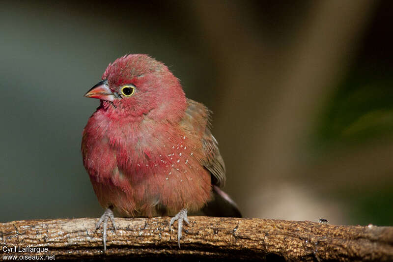 Red-billed Firefinch male adult, close-up portrait
