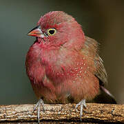 Red-billed Firefinch