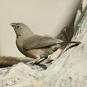 Red-billed Firefinch