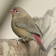 Red-billed Firefinch