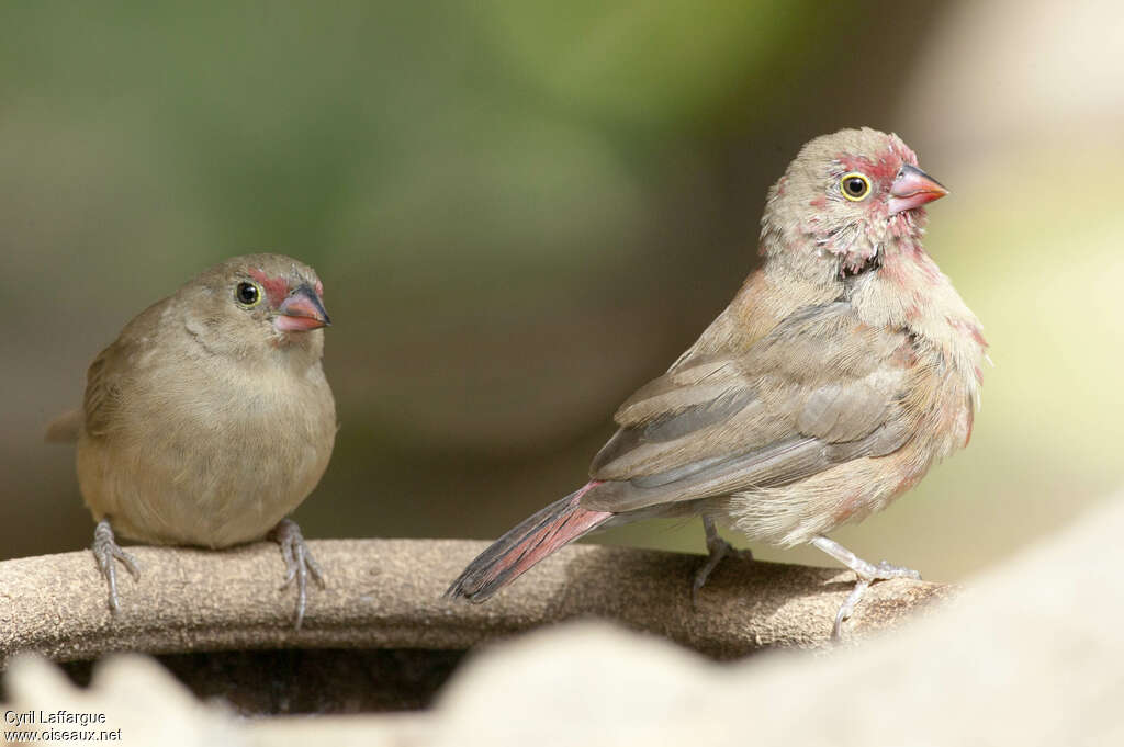 Red-billed Firefinch male subadult, identification