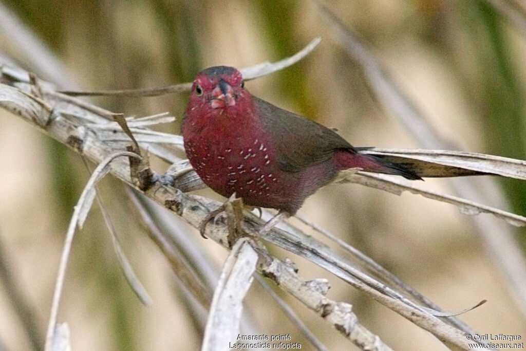 Bar-breasted Firefinchadult, identification