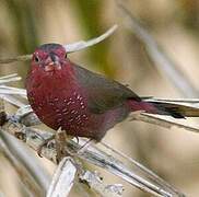 Bar-breasted Firefinch