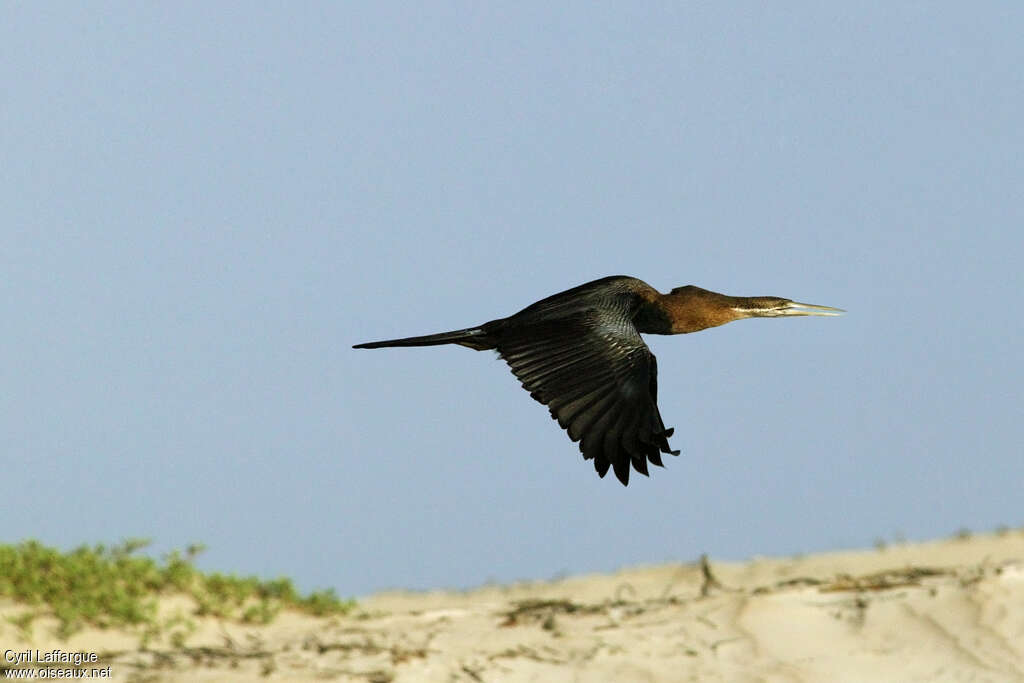 Anhinga d'Afriqueadulte, Vol