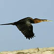 Anhinga d'Afrique