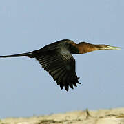 African Darter