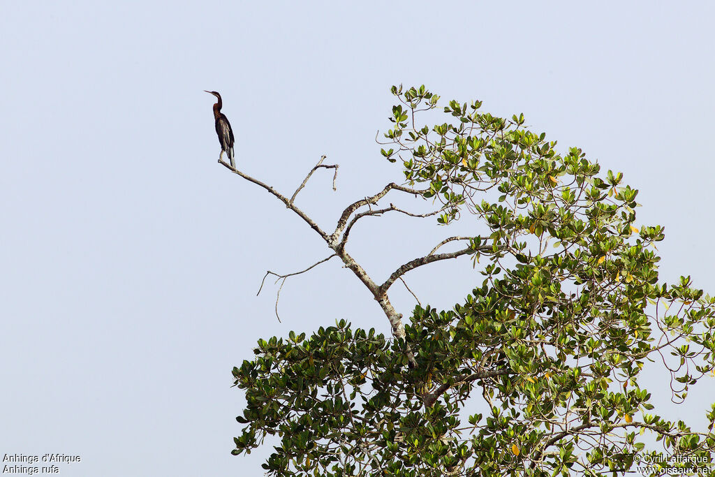 Anhinga d'Afrique