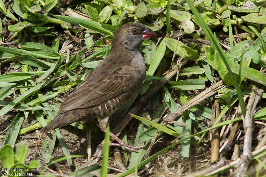 Astrild-caille à lunettes femelle adulte, identification