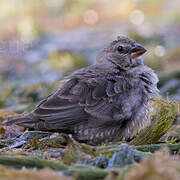 Quailfinch