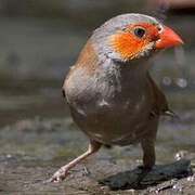 Orange-cheeked Waxbill