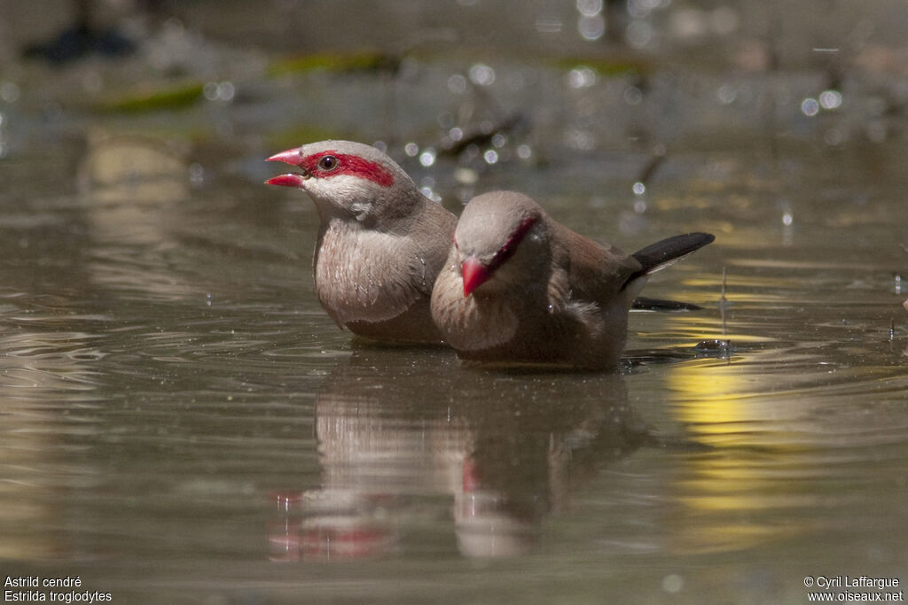 Black-rumped Waxbill, identification