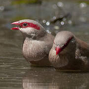 Black-rumped Waxbill