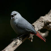 Lavender Waxbill