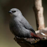 Lavender Waxbill