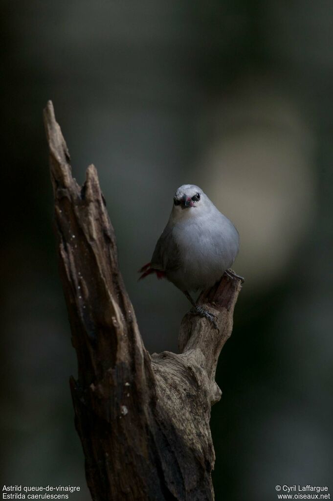 Lavender Waxbilladult, identification