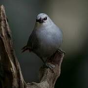 Lavender Waxbill