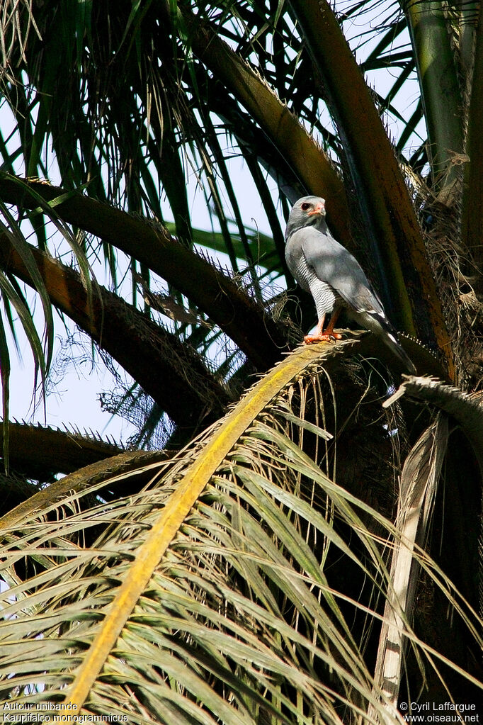 Lizard Buzzard