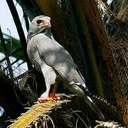 Lizard Buzzard