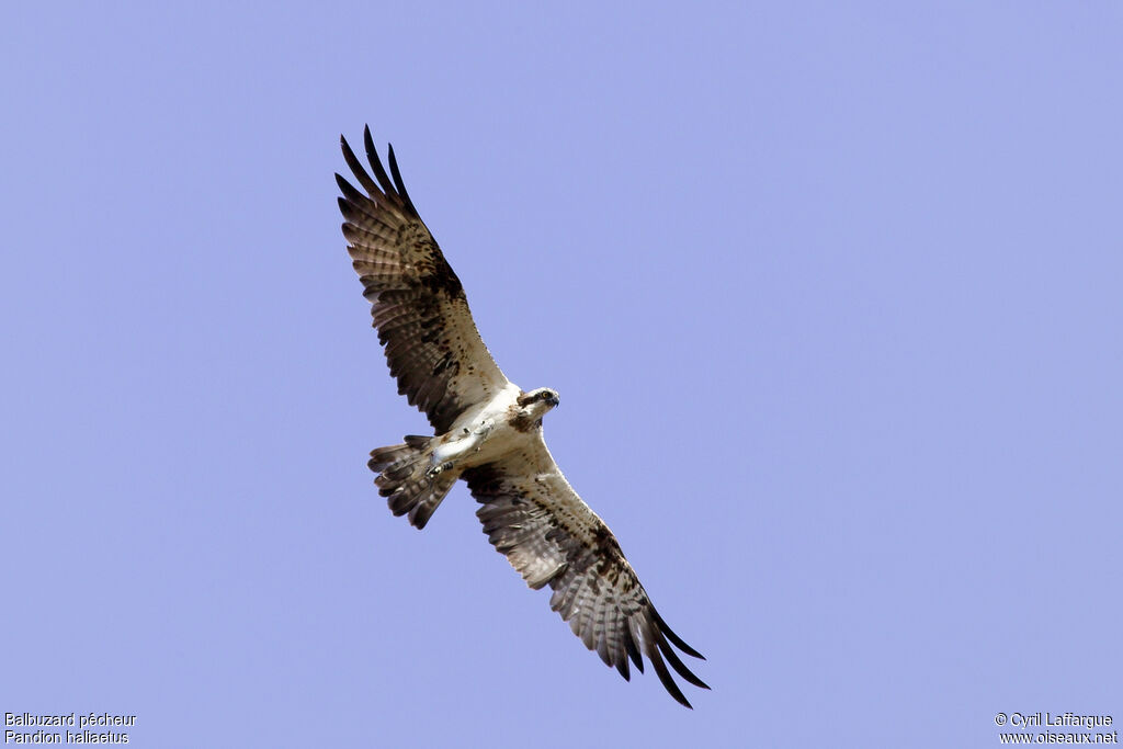 Western Osprey