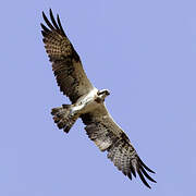 Western Osprey