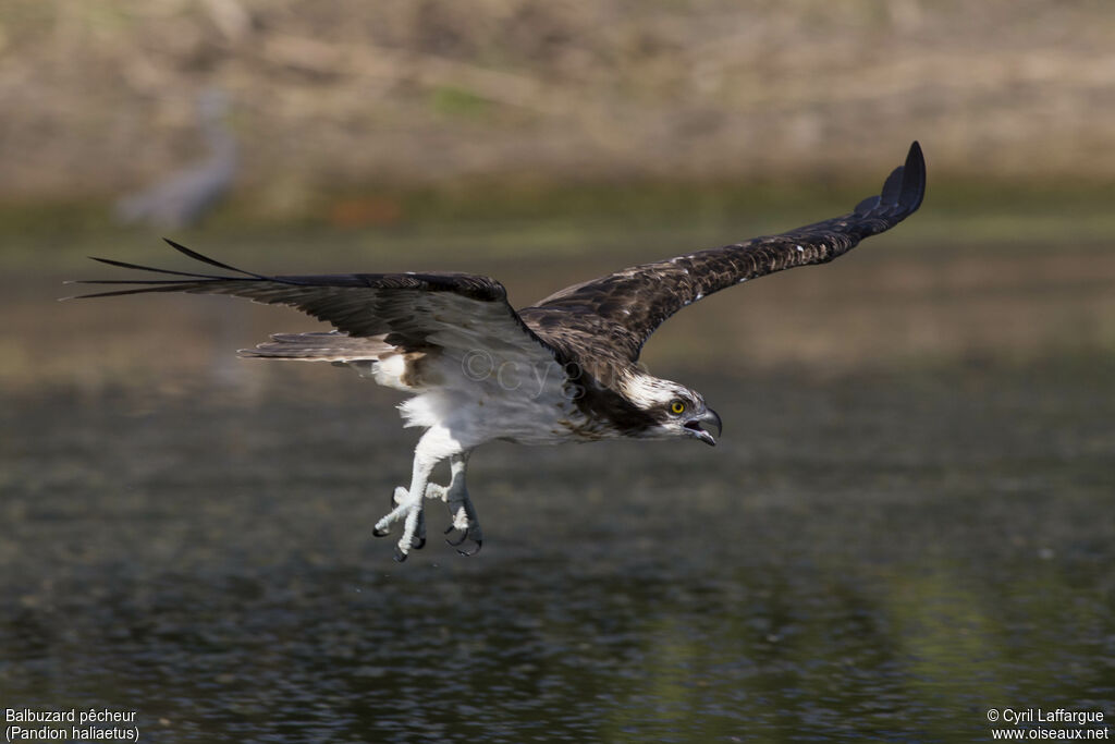 Osprey