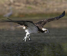 Western Osprey