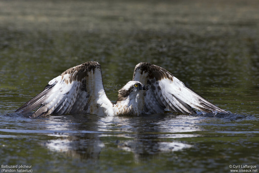 Balbuzard pêcheur