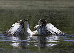 Western Osprey