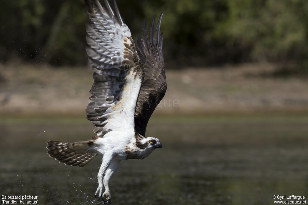 Western Osprey