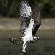 Western Osprey