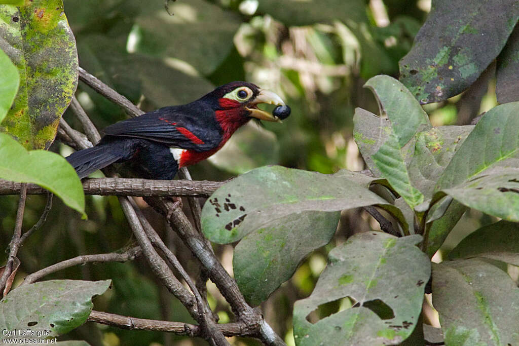 Double-toothed Barbetadult, feeding habits