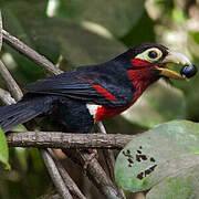 Double-toothed Barbet