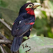 Double-toothed Barbet