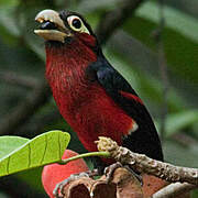 Double-toothed Barbet