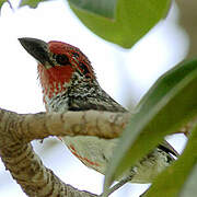 Vieillot's Barbet