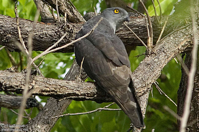 African Cuckoo-Hawkadult, pigmentation