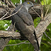 African Cuckoo-Hawk