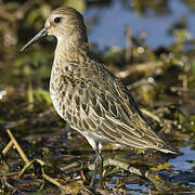 Dunlin