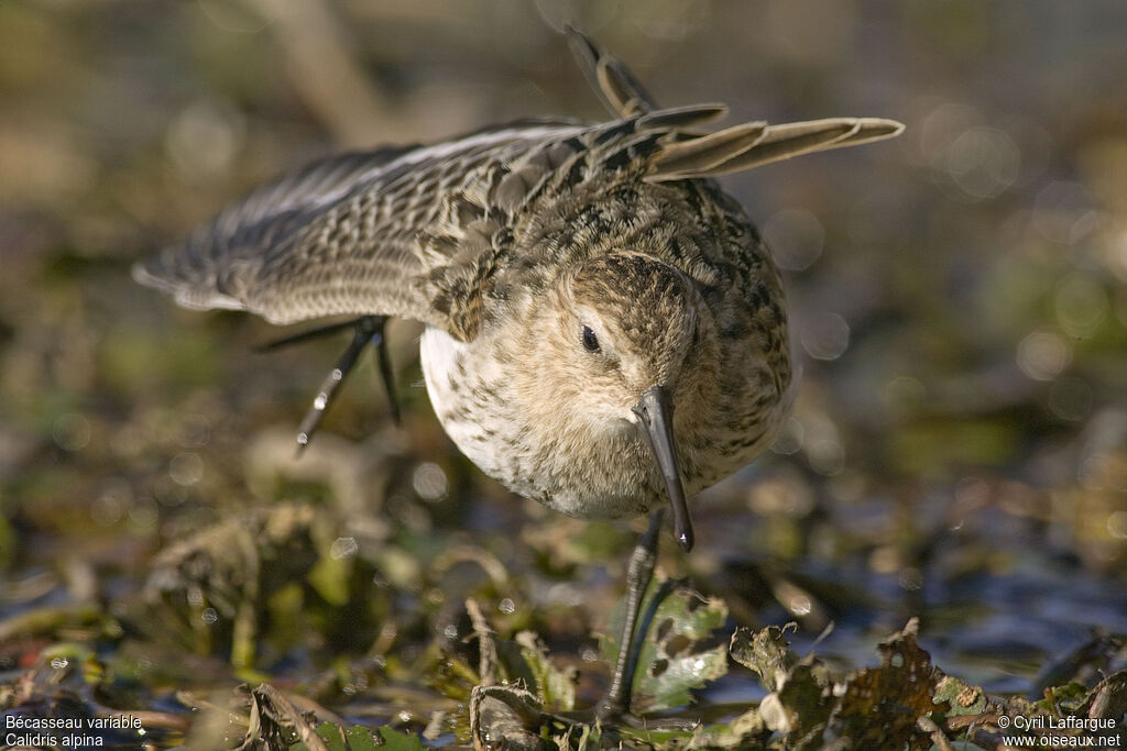 Bécasseau variable