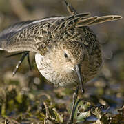 Dunlin