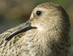 Dunlin